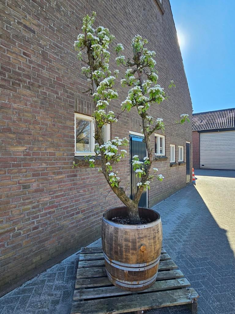 5x Conference perenboom in authentiek wijnvat, Tuin en Terras, Ophalen of Verzenden, Volle zon, Overige soorten