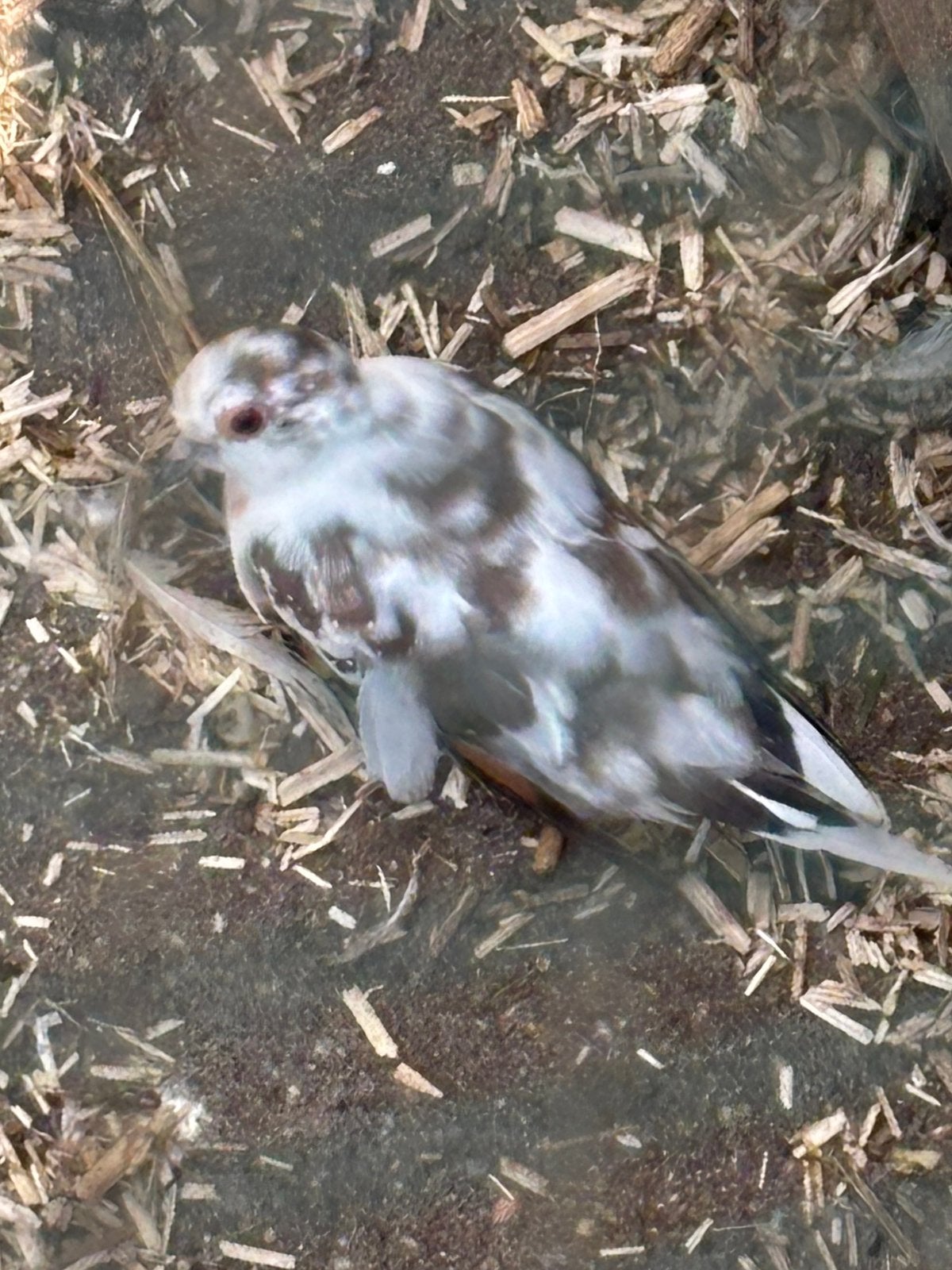 Te koop bonte witte diamantduiven, Dieren en Toebehoren, Vogels | Duiven, Meerdere dieren, Overige soorten