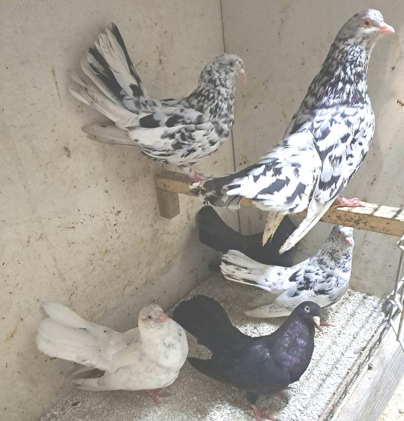 Oosterse rollers, Dieren en Toebehoren, Vogels | Duiven, Meerdere dieren, Overige soorten