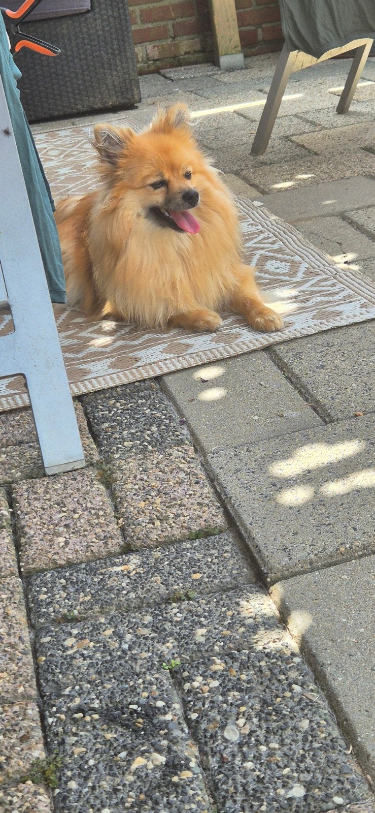 Mooie pomeriaan, 15 weken tot 1 jaar, Overige rassen, Teef, Eén hond
