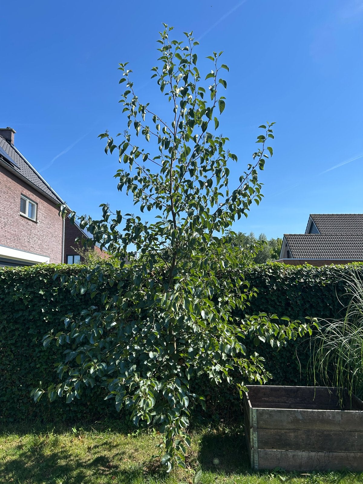 Els, 3 jaar oud, Tuin en Terras, Bloeit niet, Overige soorten, 250 tot 400 cm, Ophalen