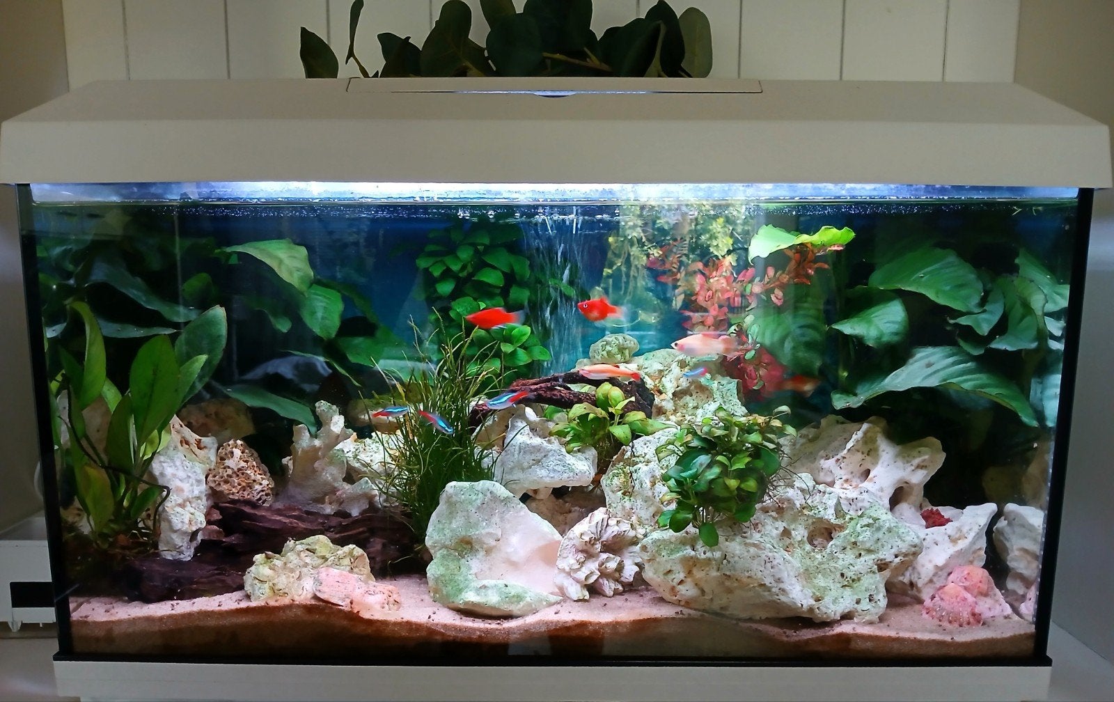 Aquarium met toebehoren, vis rots decoratie, Ophalen, Inclusief vissen, Gebruikt, Gevuld zoetwateraquarium
