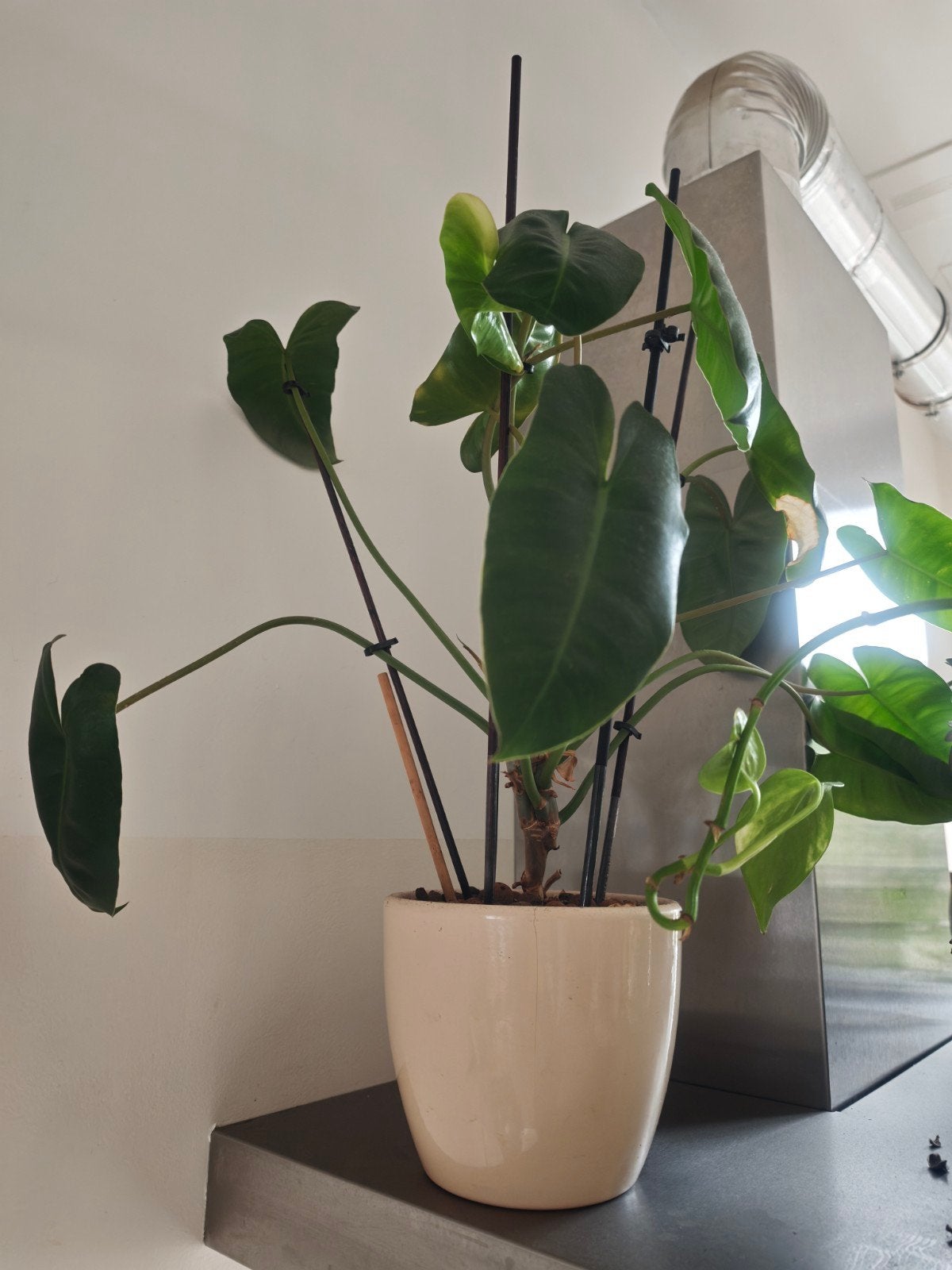 Grote Philodendron Burke Marx - 45cm hoog, zeldzaam uit Azië, Huis en Inrichting, Kamerplanten, Ophalen, Halfschaduw, In pot, Minder dan 100 cm