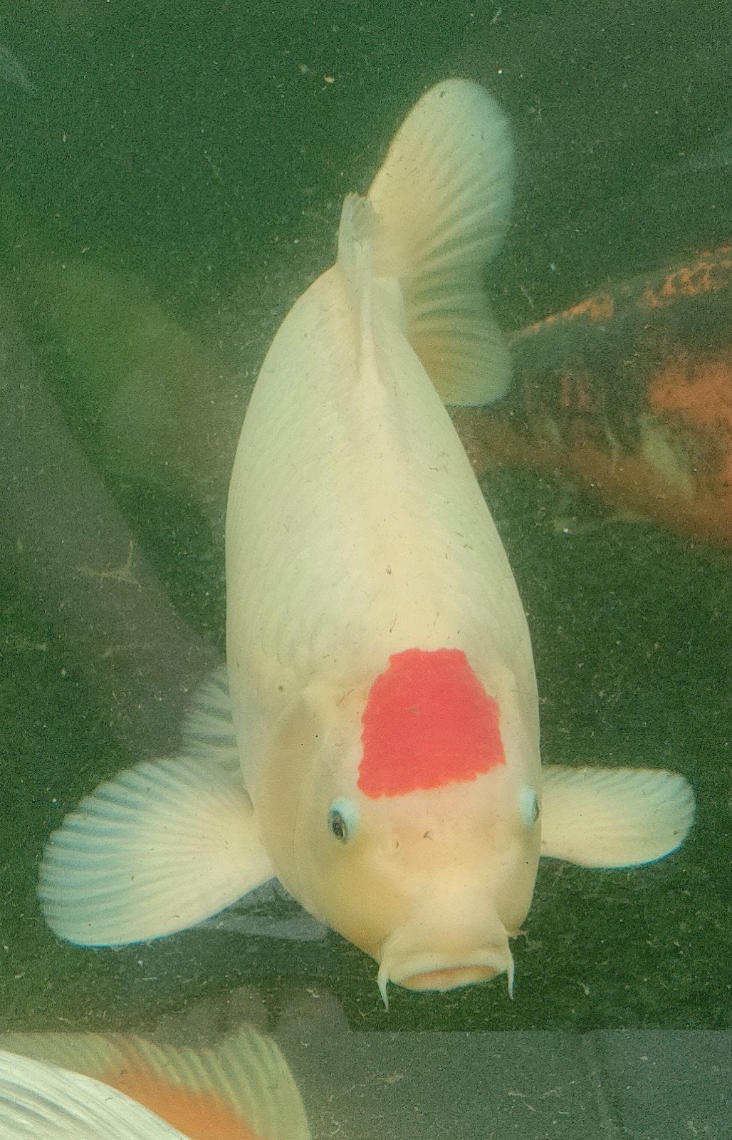 Tancho te koop, Dieren en Toebehoren, Karper of Koi