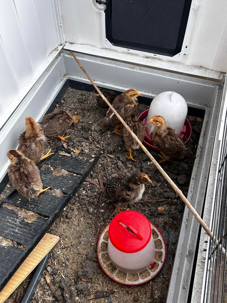 WELSUMER kuikens, Dieren en Toebehoren, Pluimvee | Toebehoren, Ophalen, Zo goed als nieuw, Overige typen