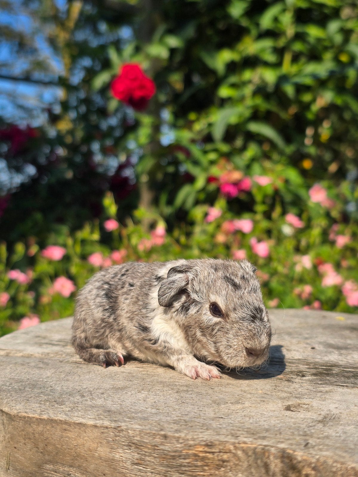 Jonge cavia beertjes, Dieren en Toebehoren, Knaagdieren, Cavia, Juni, Mannelijk, Tam