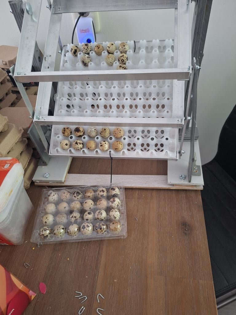 KwarteleierenJapanse enTexas whitevoor consumptie of broeden, Dieren en Toebehoren, Pluimvee, Geslacht onbekend