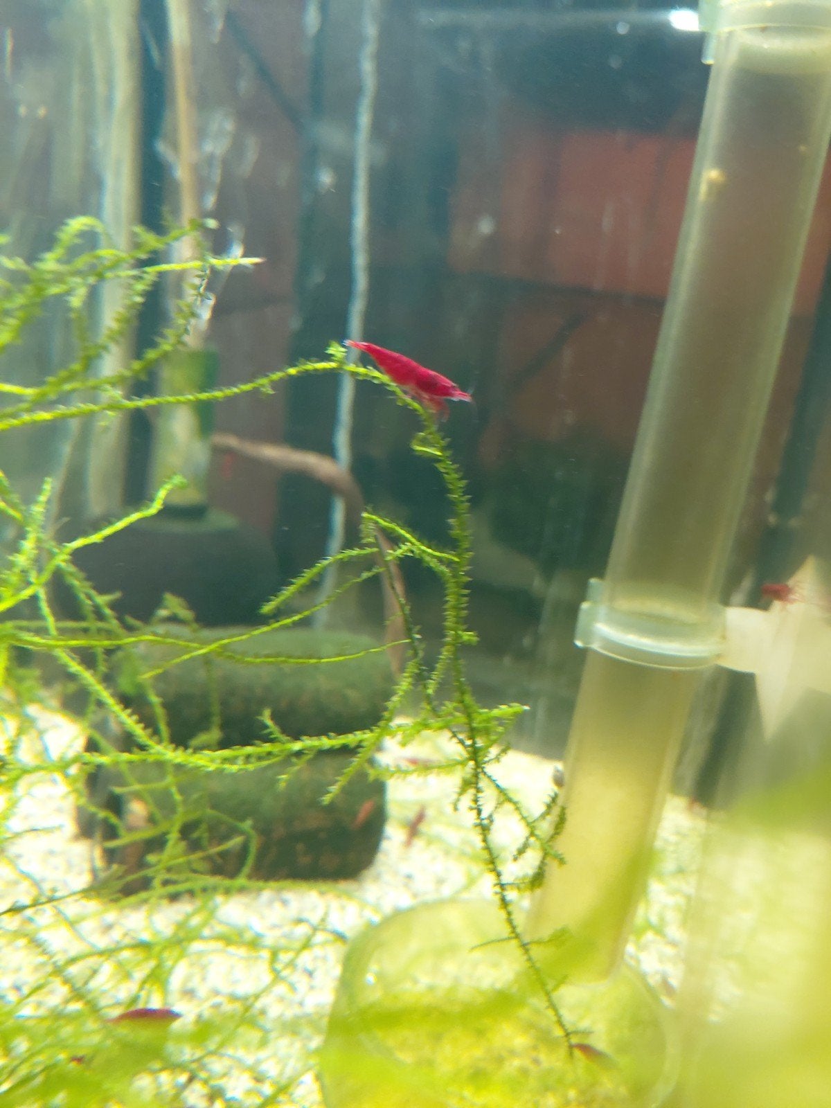 High Grade Bloody Mary  Garnalen, Kreeft, Krab of Garnaal