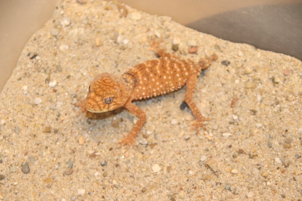 Nephrurus amyae koppels of ongesexed, Dieren en Toebehoren, Amfibie, 0 tot 2 jaar