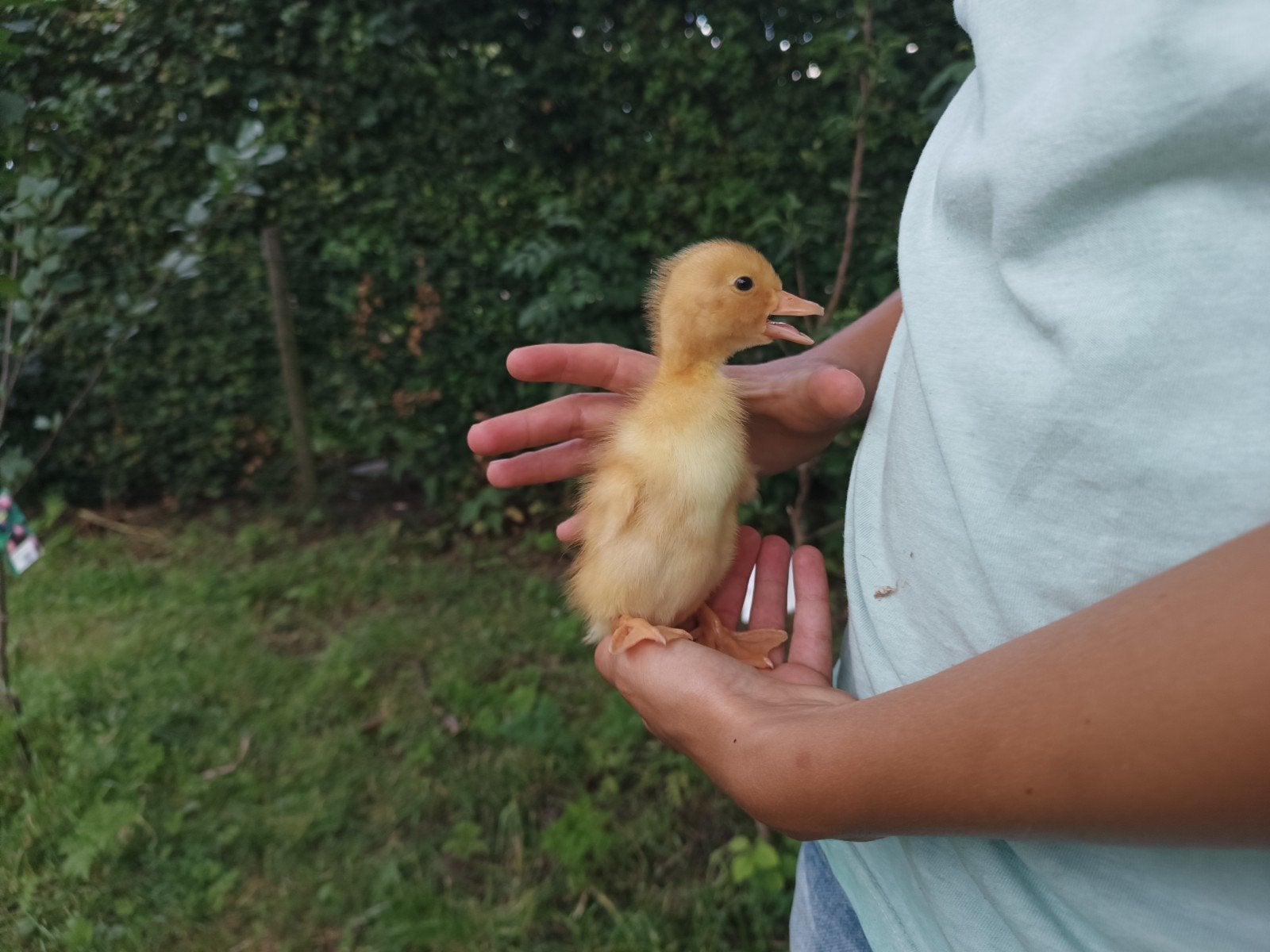 Jonge eendjes kruising pekingeend x dendermondse eend, Ophalen, Overige typen