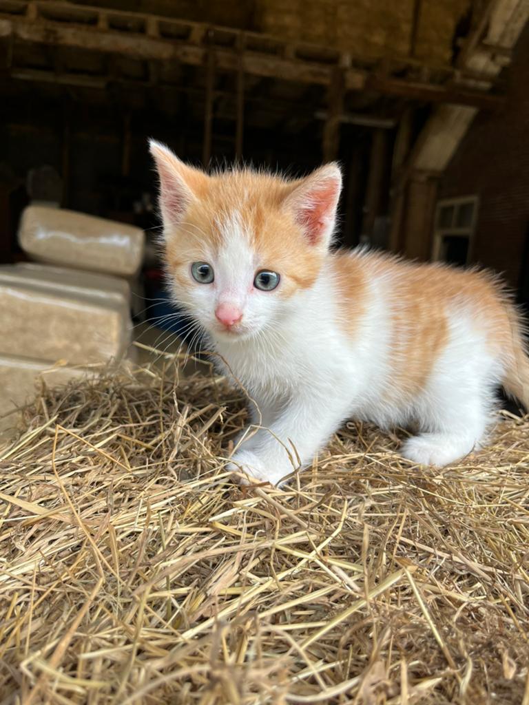 Boerderij kittens, Meerdere dieren