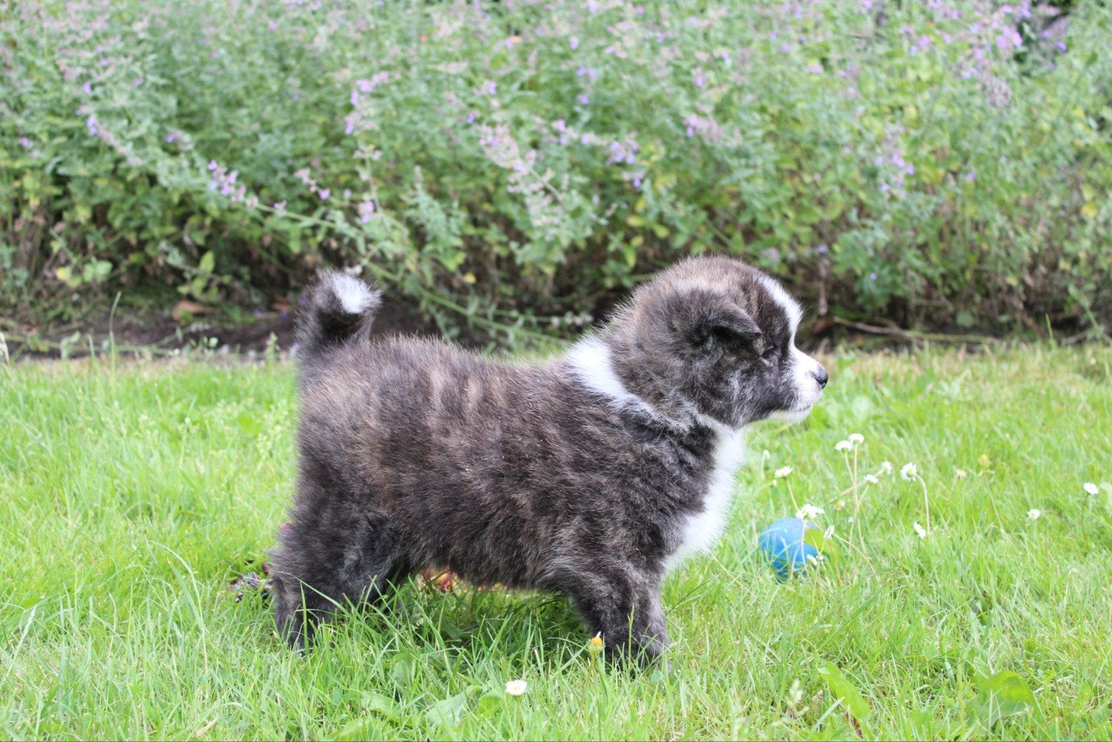 unieke japanse akita inu pups, Parvo, Overige rassen, 8 tot 15 weken, Meerdere