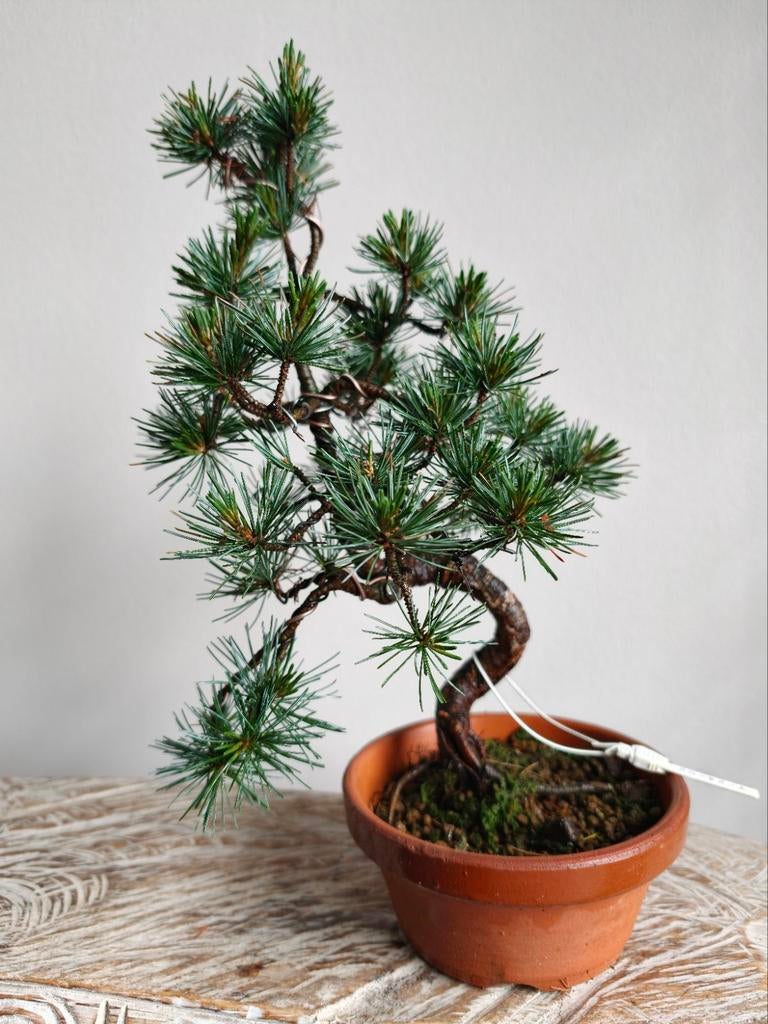 Pinus Parviflora bonsai, Bloeit niet, Halfschaduw, Minder dan 100 cm, Overige soorten