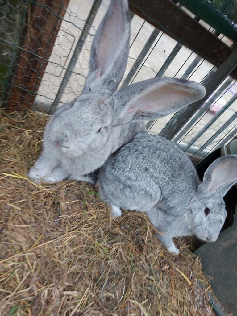 Vlaamse Reus konijnen, Dieren en Toebehoren, Mannelijk, Groot, 0 tot 2 jaar