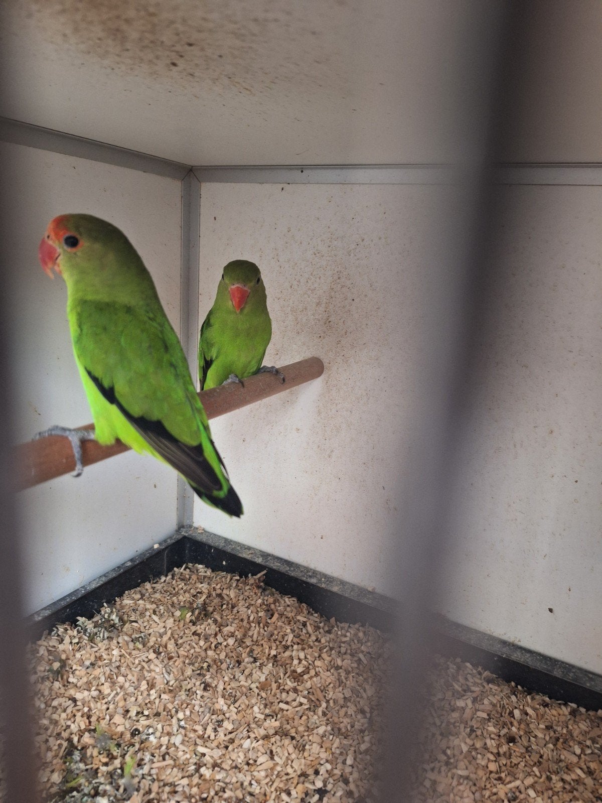 Bewezen broedkoppels taranta's, Dieren en Toebehoren, Meerdere dieren, Parkiet