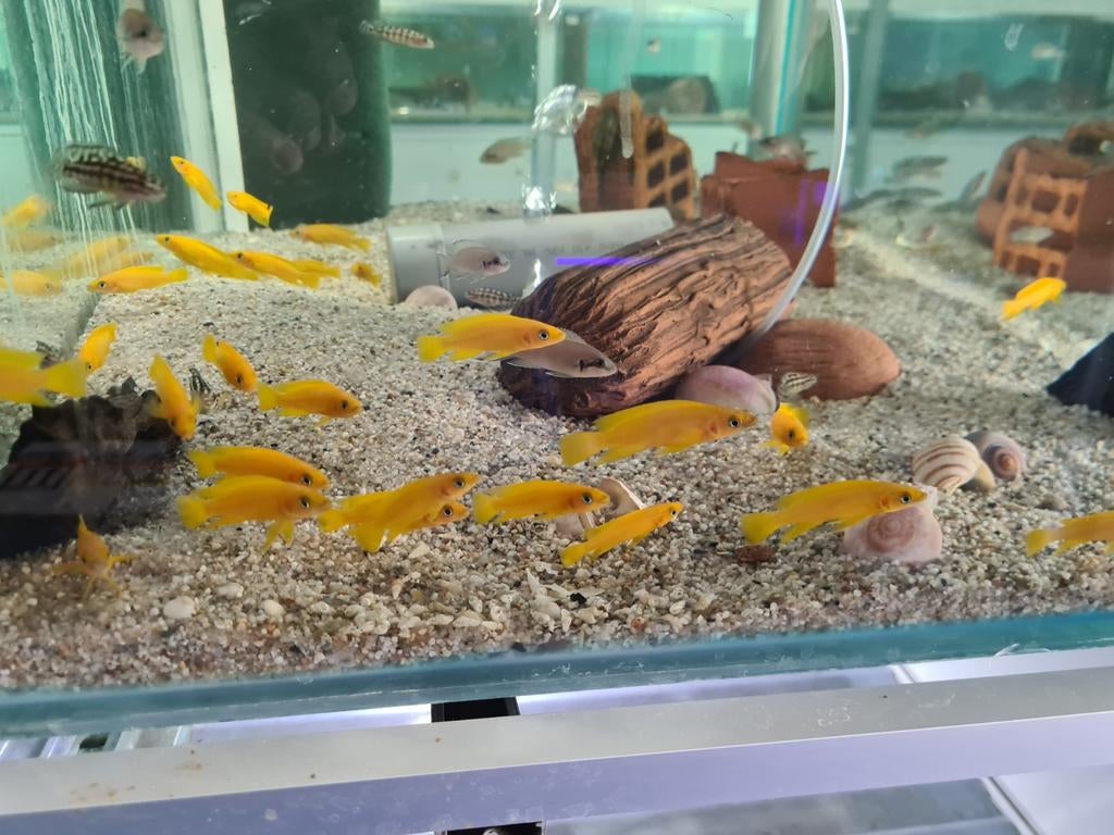 Neolamprologus Leleupi Tanganyika Cichliden, Dieren en Toebehoren, Vissen | Aquariumvissen, Vis, Zoetwatervis