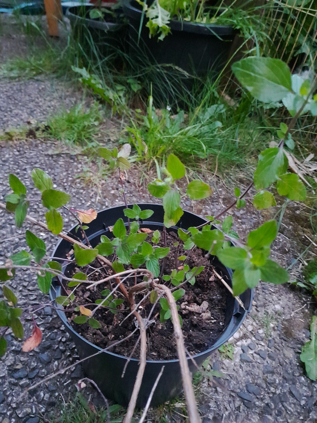Salvia hotlips, Tuin en Terras, Ophalen, Overige soorten, Volle zon