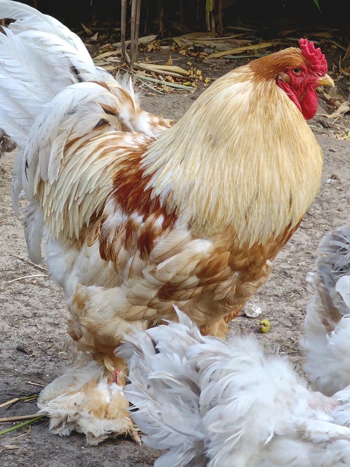 Brahma haan Lemon Pyle, Dieren en Toebehoren, Mannelijk, Kip