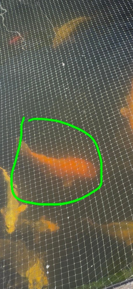 2Japanse kois 50-70cm, Dieren en Toebehoren, Vissen | Vijvervissen, Karper of Koi