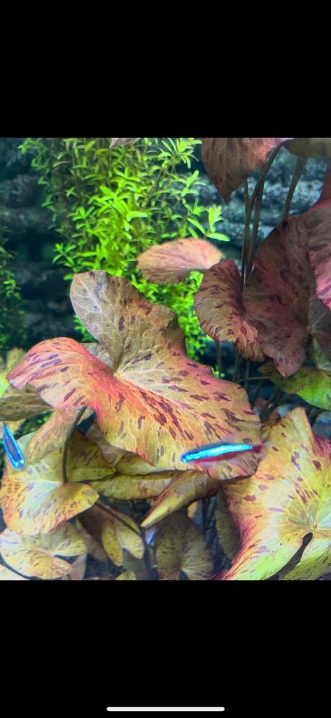Red lotus - rode aquarium plant - alleen verzenden !, Ophalen of Verzenden, Nieuw, Plant(en), Steen of Hout
