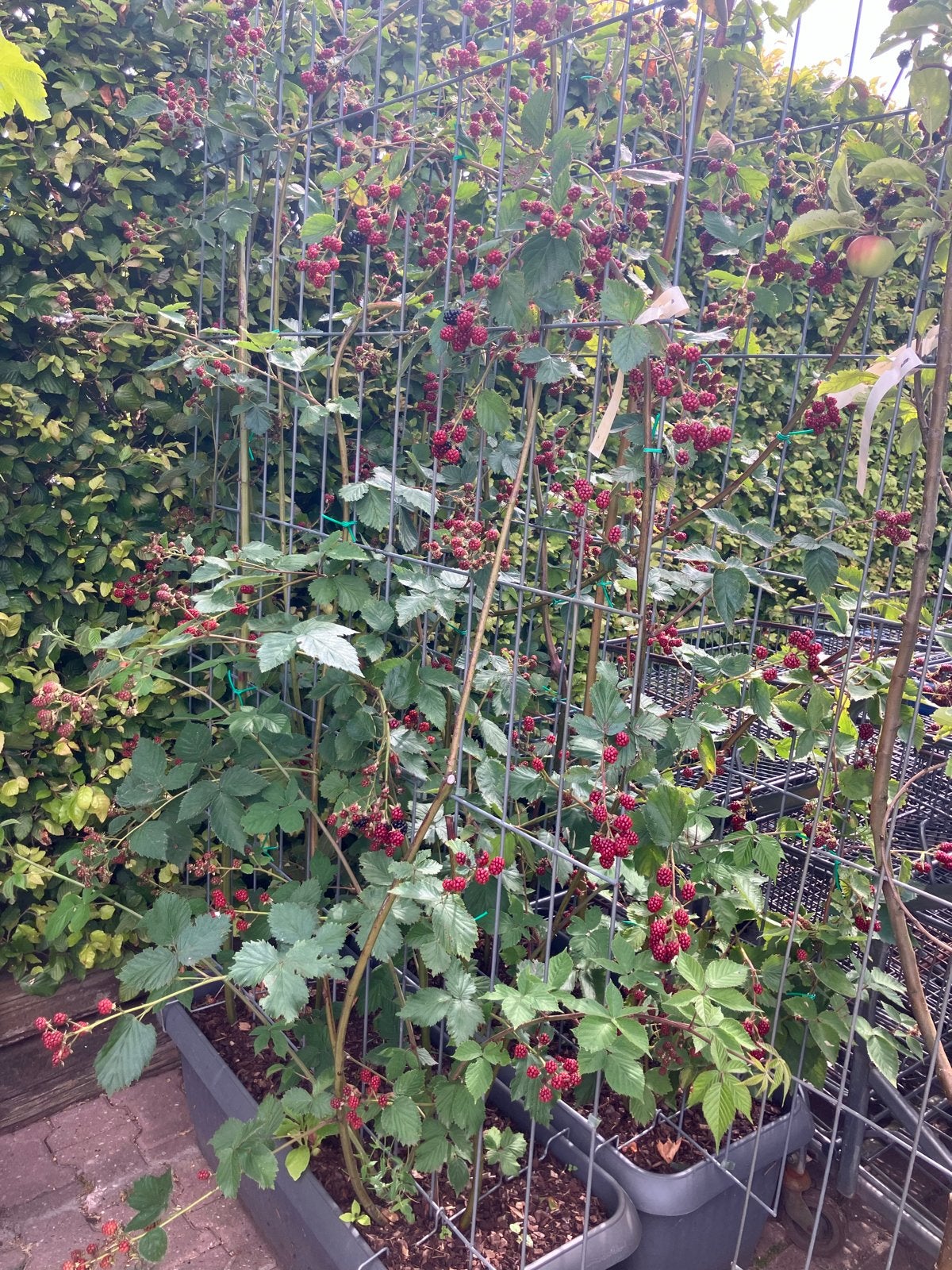 Terras afscheiding met fruitplanten - Pluk uit eigen tuin!, Ophalen, Volle zon, Vaste plant, Zomer