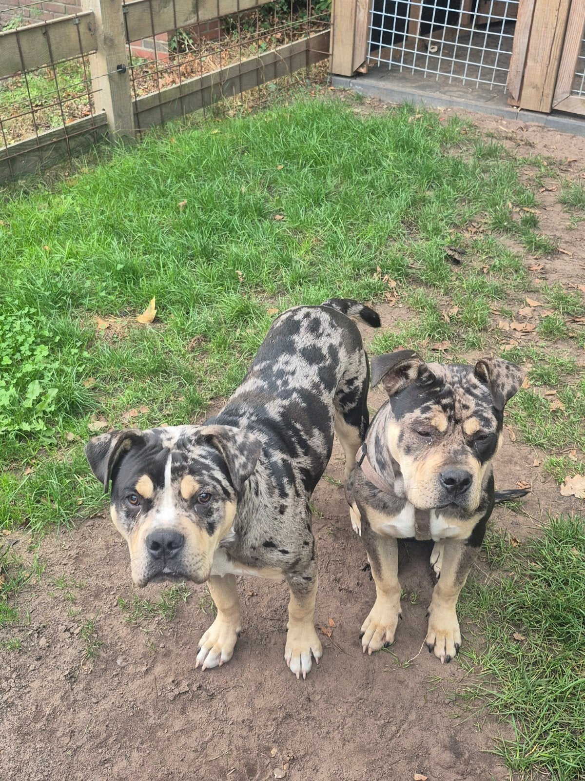 Unieke tricolor merle American bully XL pups (2 reutjes), Particulier, 15 weken tot 1 jaar, Buitenland, Groot