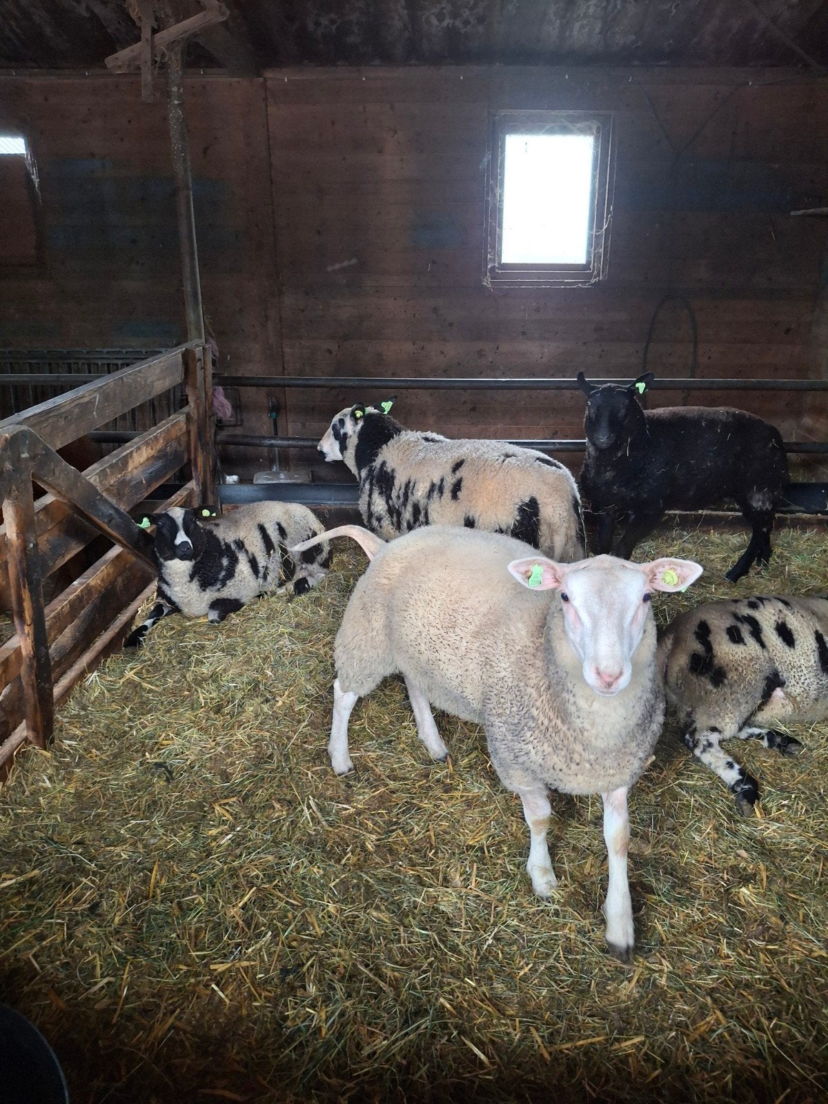Bonte dekrammen, Dieren en Toebehoren, Schapen, Geiten en Varkens, Mannelijk, Schaap, 0 tot 2 jaar