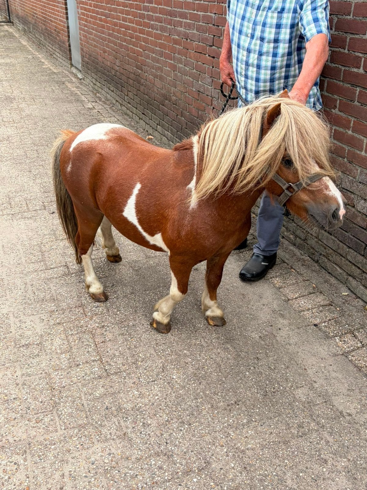 mini hengstje, Dieren en Toebehoren, Pony's, Ruin, A pony (tot 1.17m), 7 tot 10 jaar