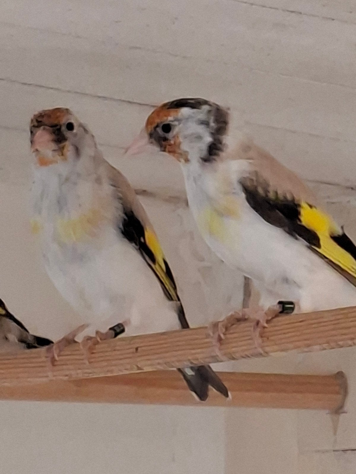 putter poppen agaat, Vrouwelijk, Wildzangvogel, Geringd