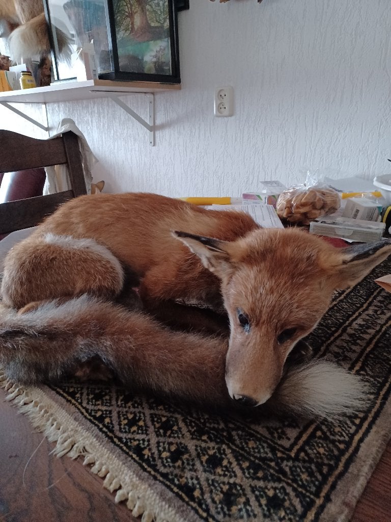Opgezette vos vosje  bij ophalen contant betalen, Ophalen, Zo goed als nieuw, Wild dier, Opgezet dier