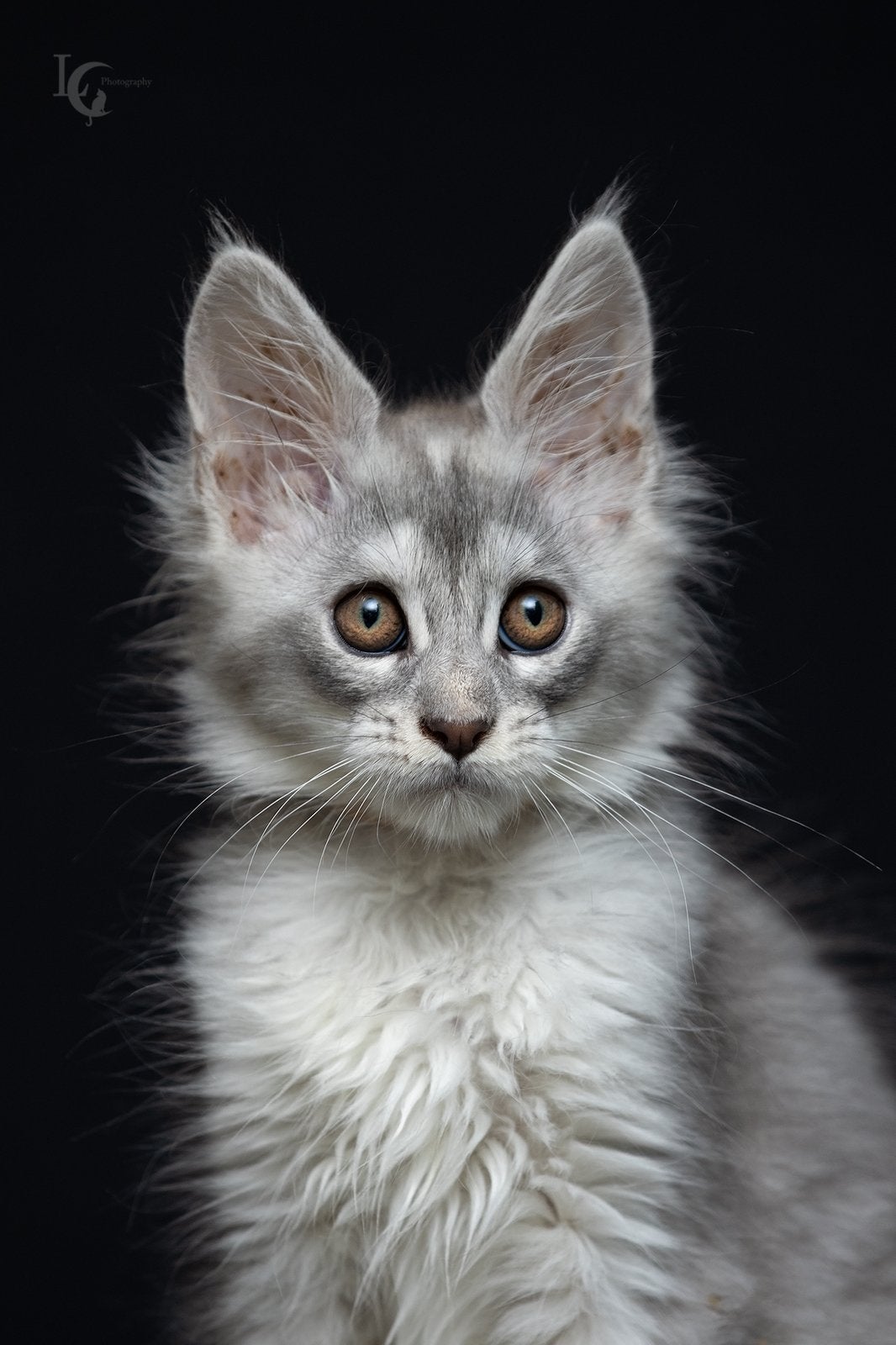 Maincoon kittens mogen verhuizen, Meerdere dieren, Met stamboom