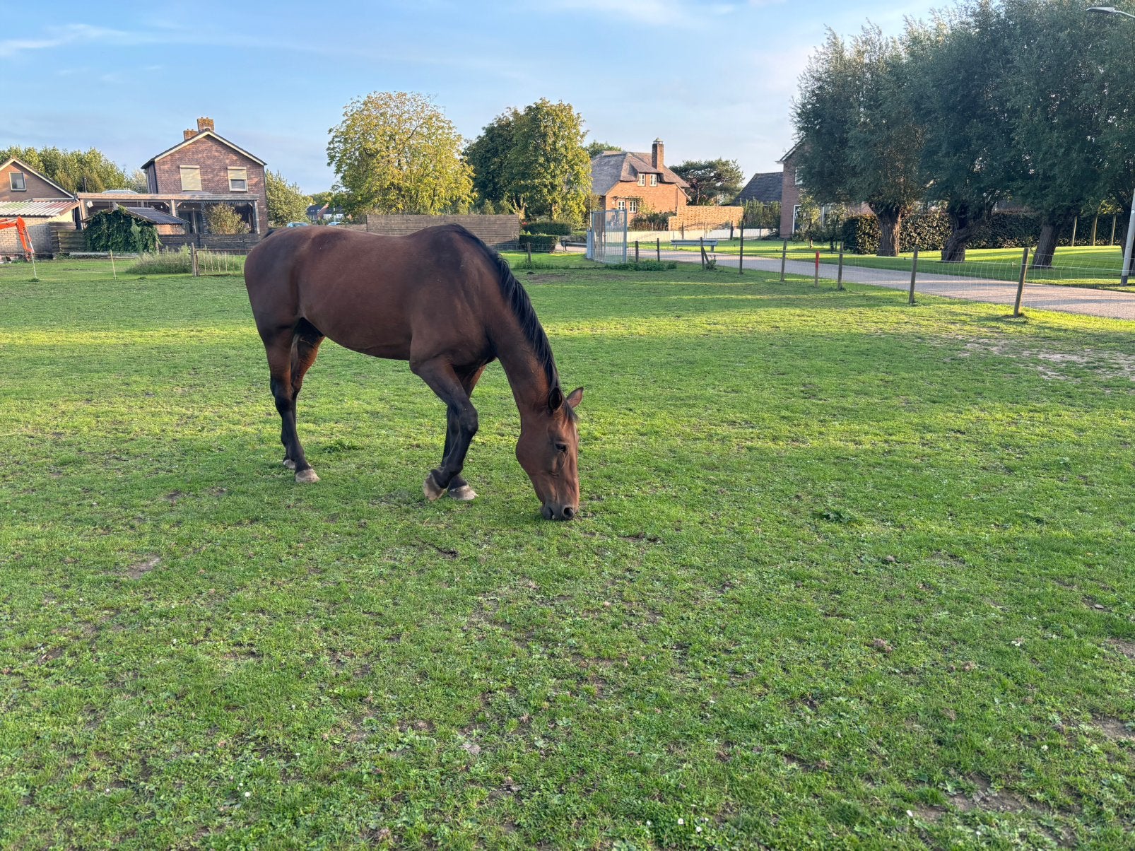 Mooi recreatie paard ( met nieuw zadel) en pony te koop, Met stamboom, Ruin, Zadelmak, 11 jaar of ouder