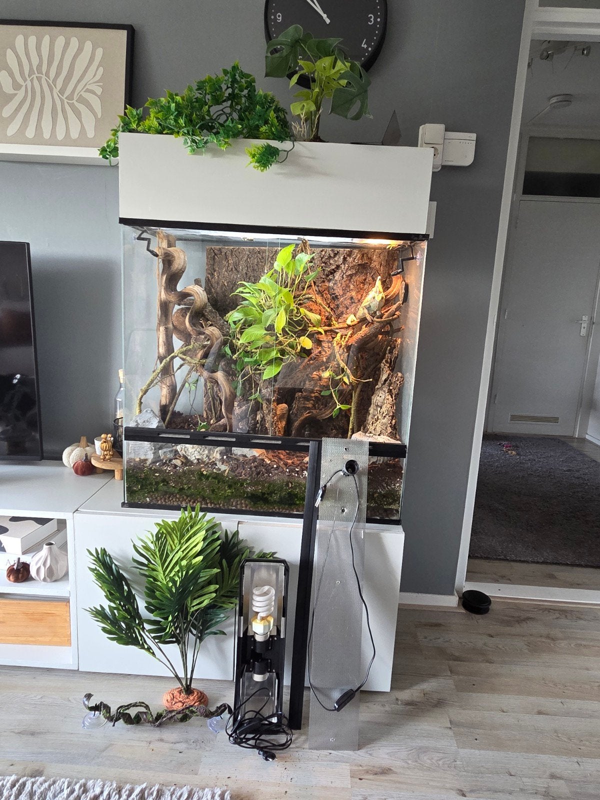 terrarium klaar voor nog een ronde, Ophalen, Gebruikt, Terrarium of Paludarium