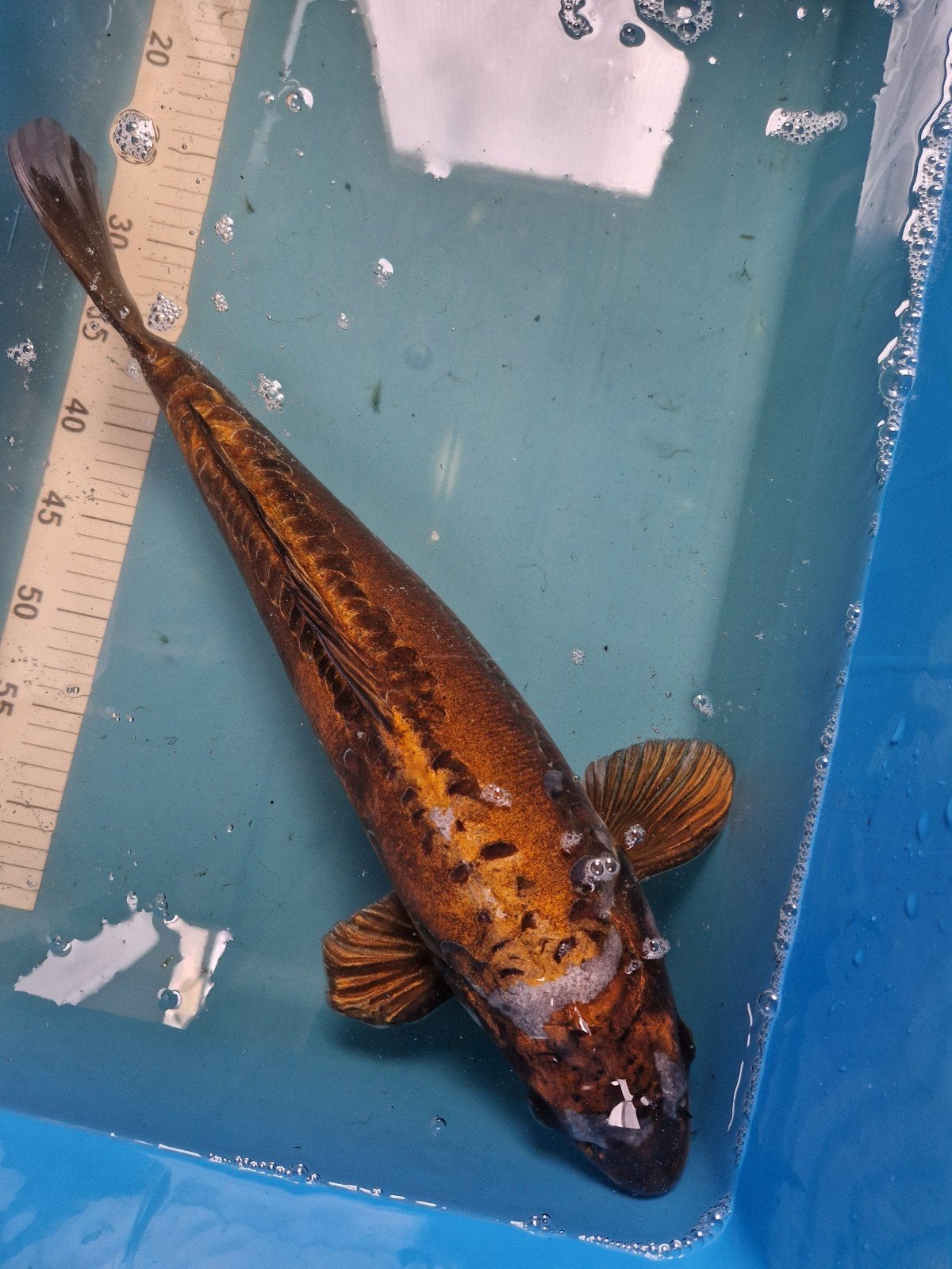 koikarpers, Dieren en Toebehoren, Karper of Koi