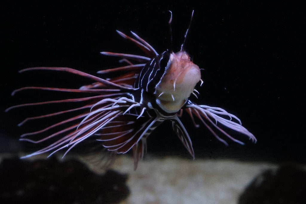 Pterois Radiata (Radiata Koraalduivel), Dieren en Toebehoren, Vis, Zoutwatervis