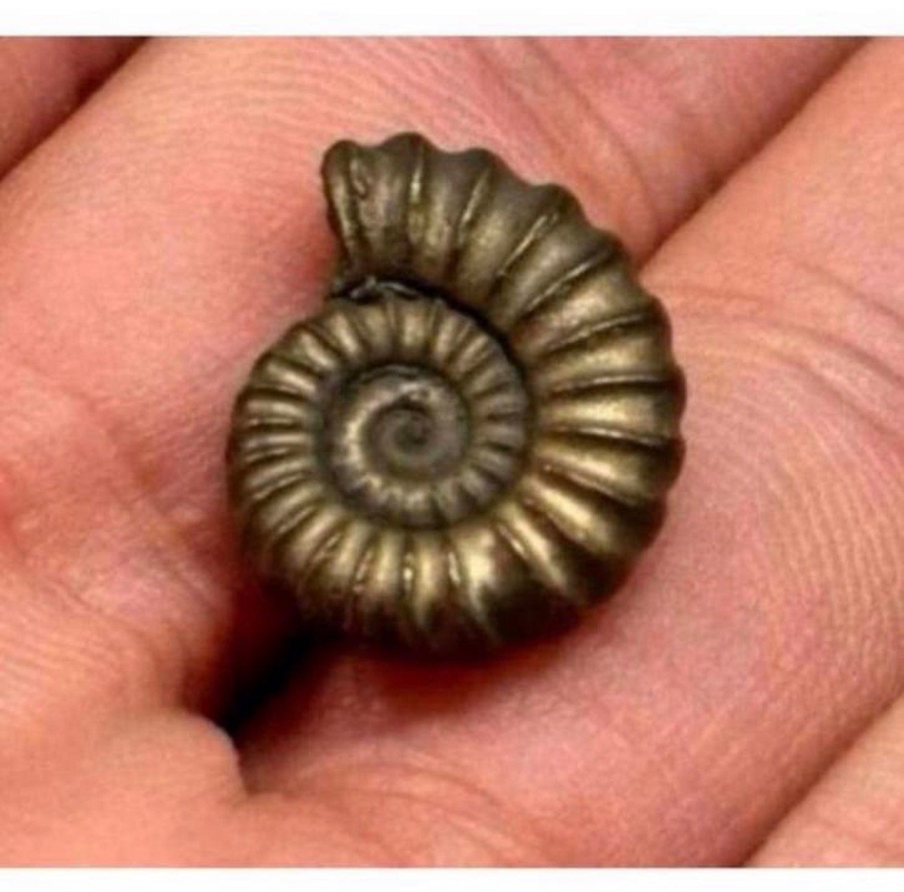 Iron pyrite ammonite fossil - Fossiel 196 miljoen jaar oud, Ophalen of Verzenden, Fossiel