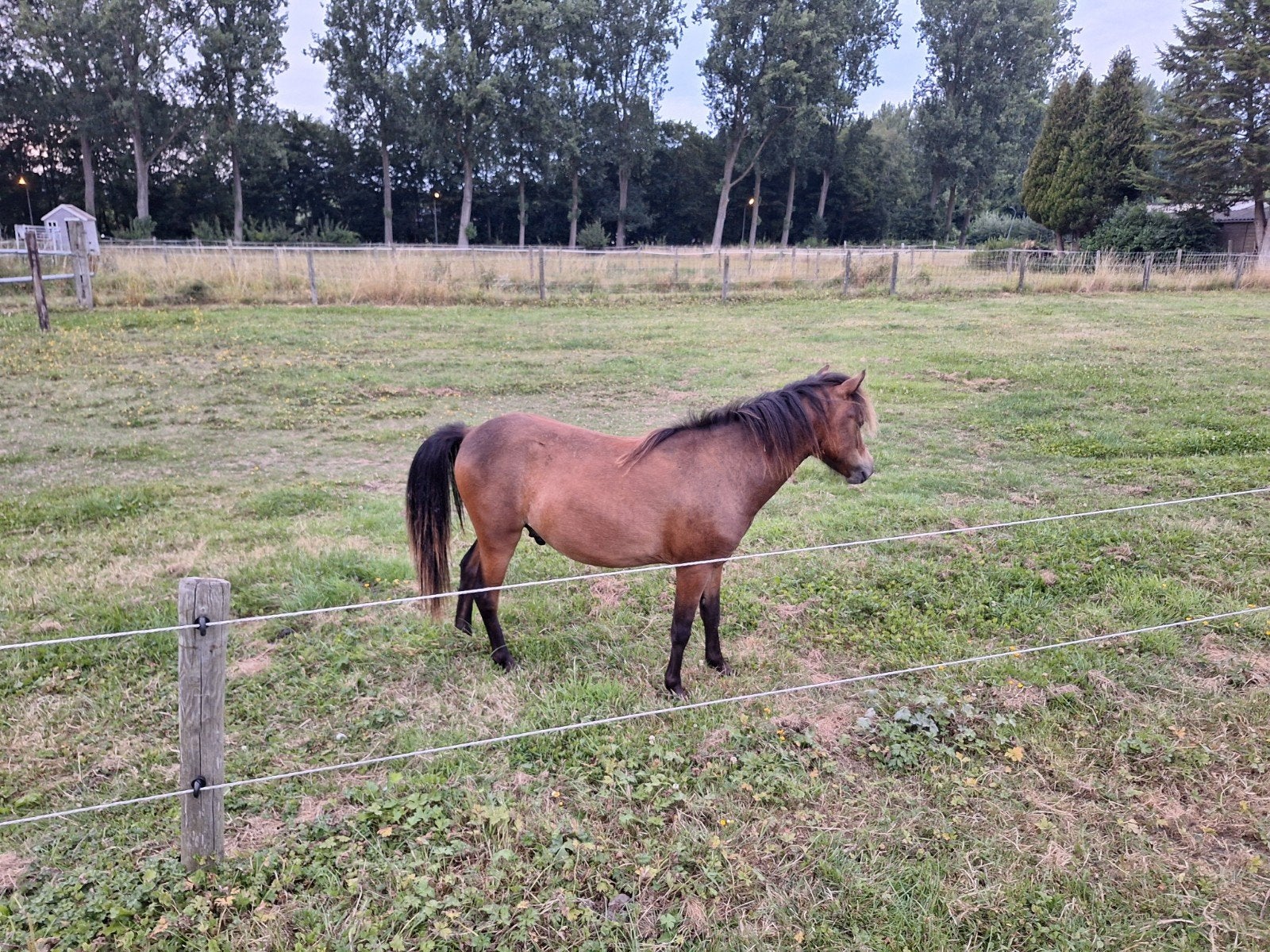 NMPRS paardje, Hengst, A pony (tot 1.17m), Recreatiepony, Gechipt