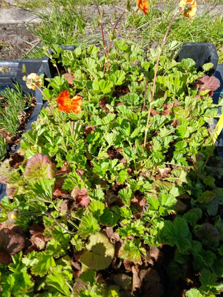 Geum oranje, Volle zon, Vaste plant, Lente, Ophalen