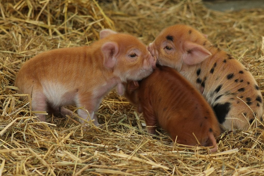 Twee stamboek Kune Kune borgjes, Mannelijk, Varken, 0 tot 2 jaar