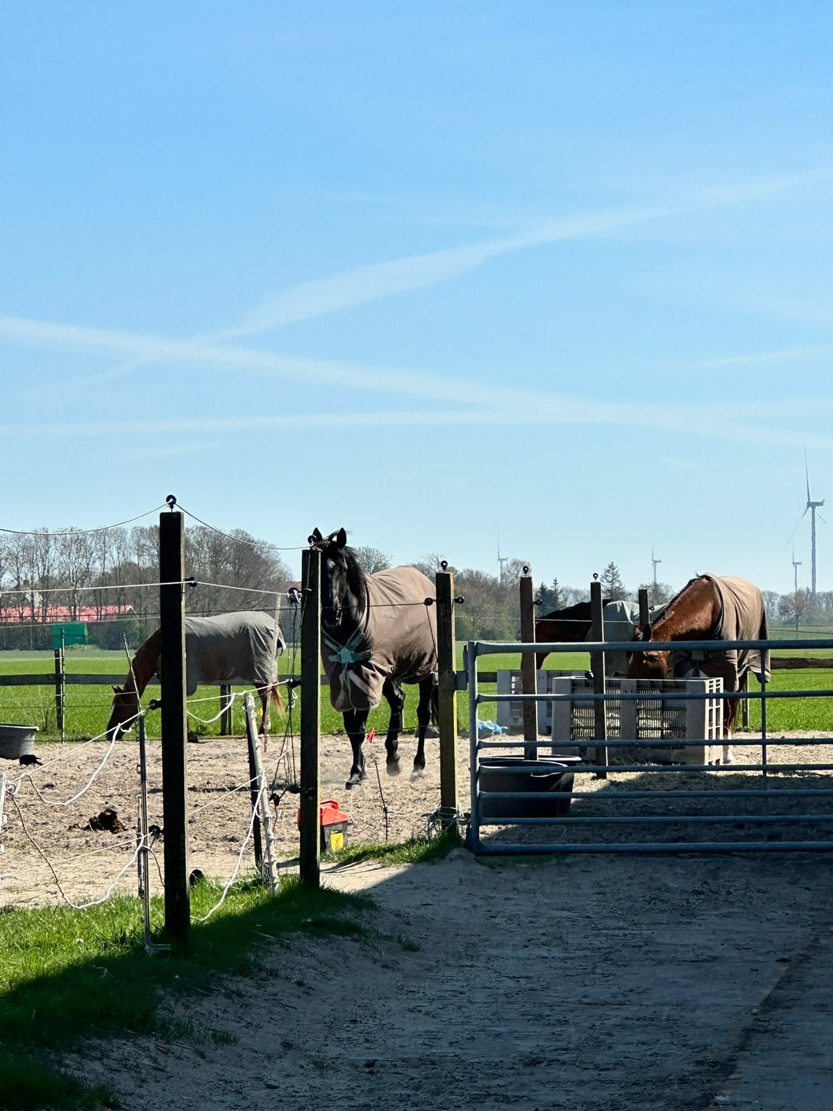 Stallen vrij, Dieren en Toebehoren, Stalling en Weidegang, Weidegang, 2 of 3 paarden of pony's