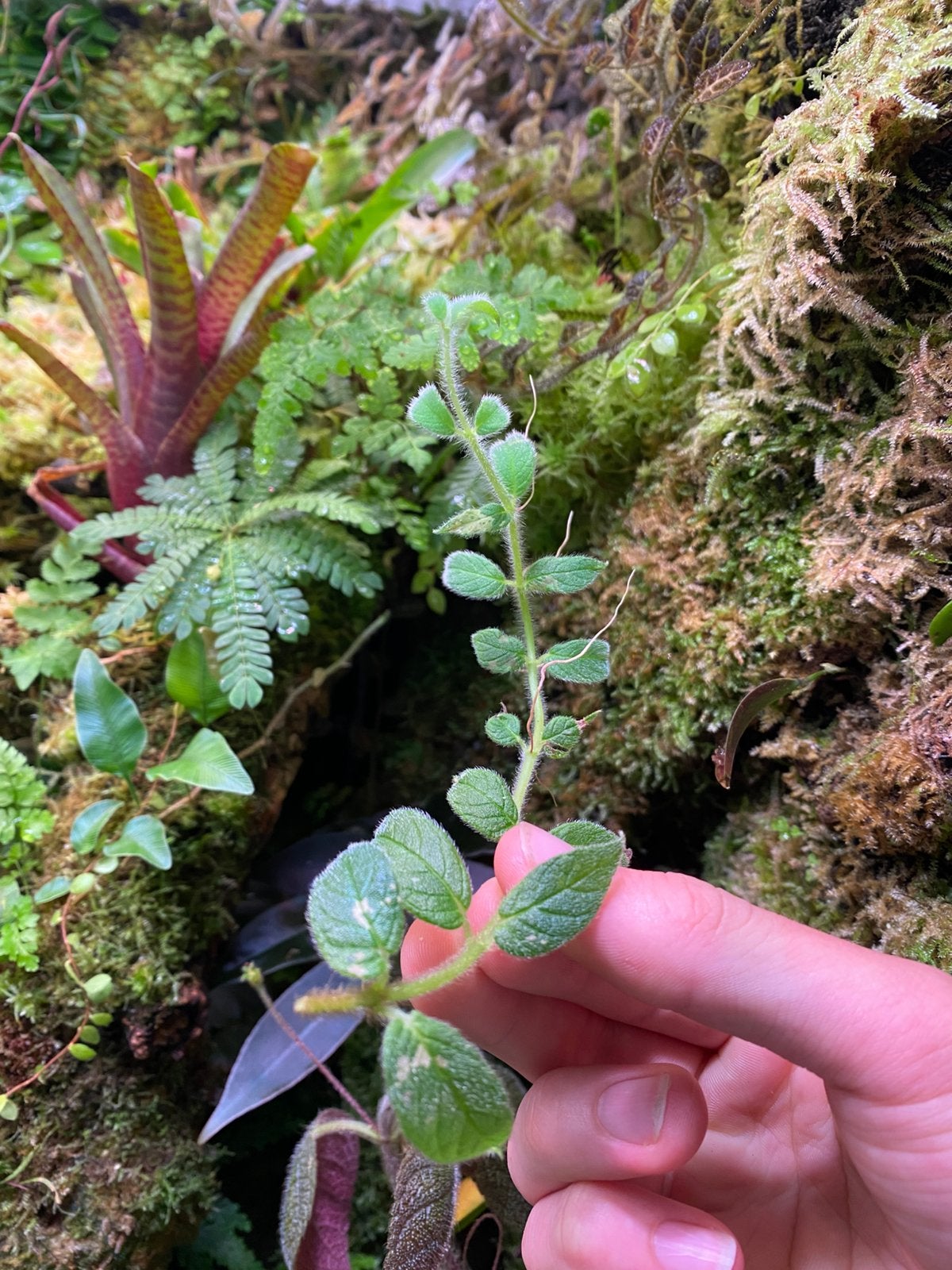 Columnea ceticeps stek - ZELDZAAM, Huis en Inrichting, Ophalen of Verzenden, Halfschaduw, Minder dan 100 cm