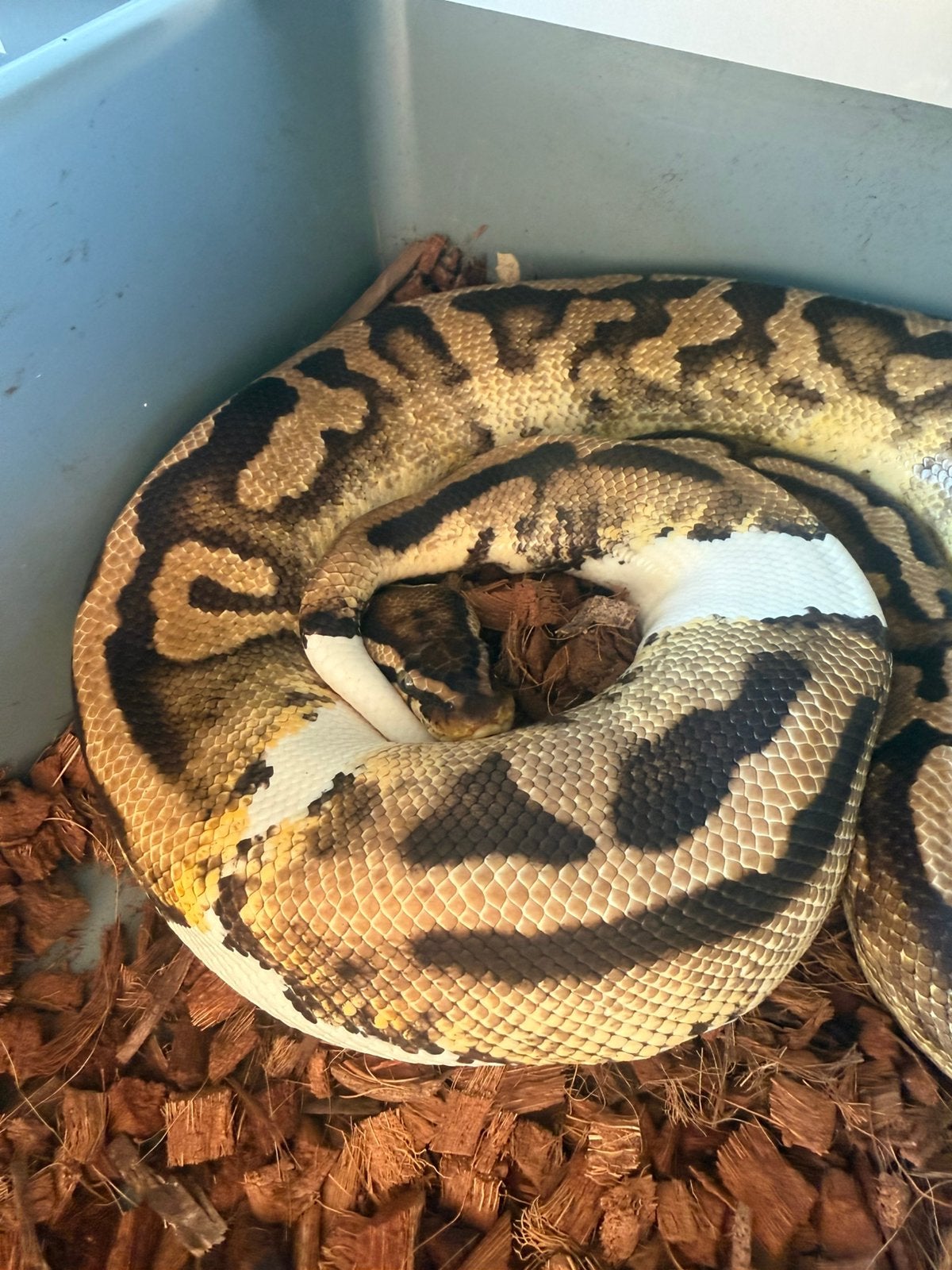 Ball python Python Regius, Dieren en Toebehoren, Slang, 3 tot 6 jaar