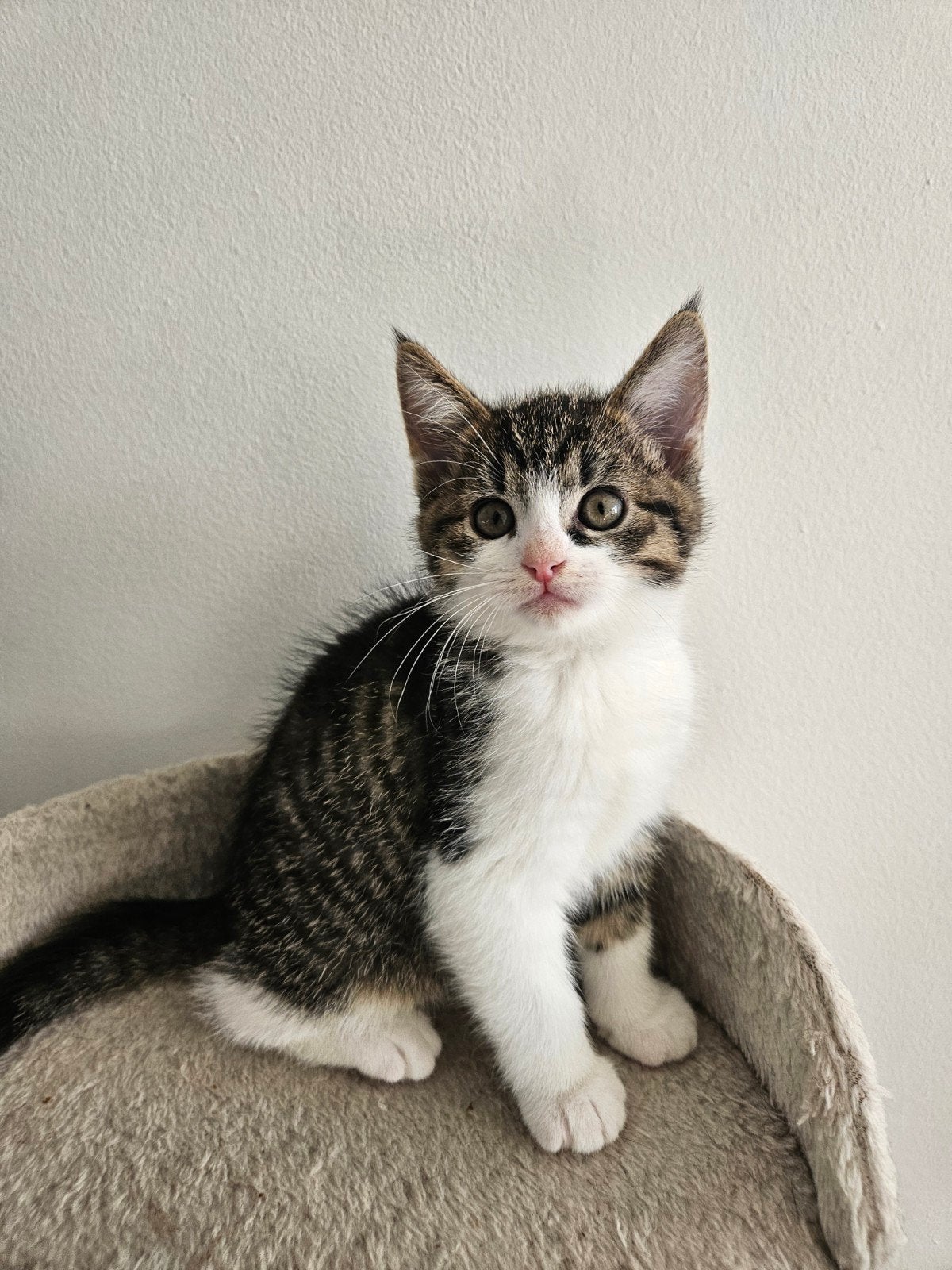 Schattige kittens 🐾 €250 | gesocialiseerd | vanaf 15 okt, Meerdere dieren, Kortharig, 0 tot 2 jaar