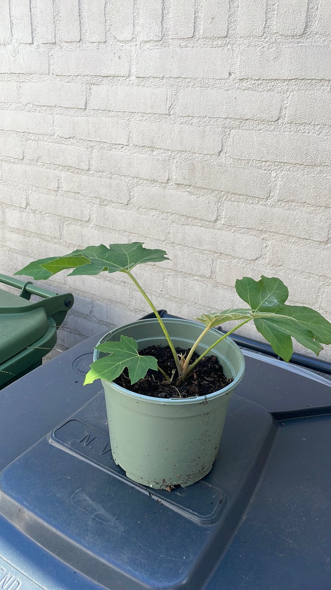 Rijstpapierplant, tetrapanax, Ophalen, Overige soorten, Halfschaduw