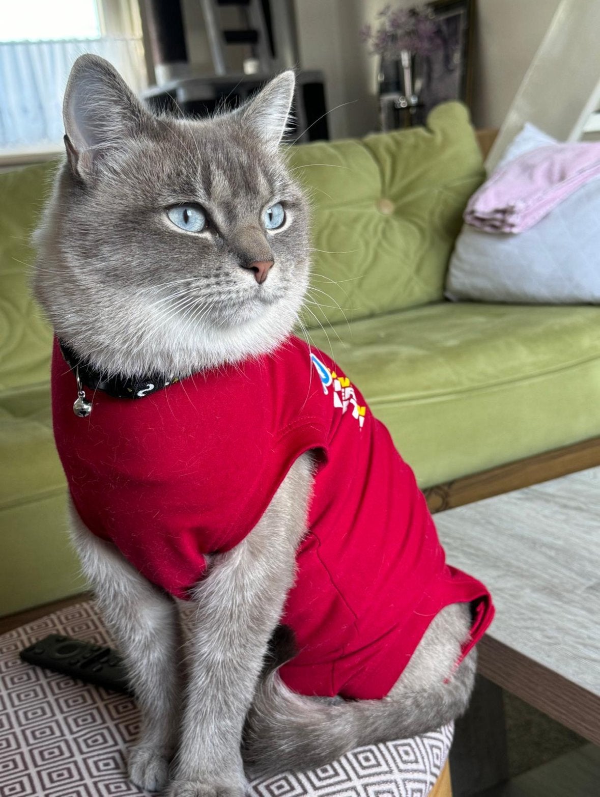 prachtige lieve ragdoll/ british kater, Kater, Kortharig, 3 tot 5 jaar