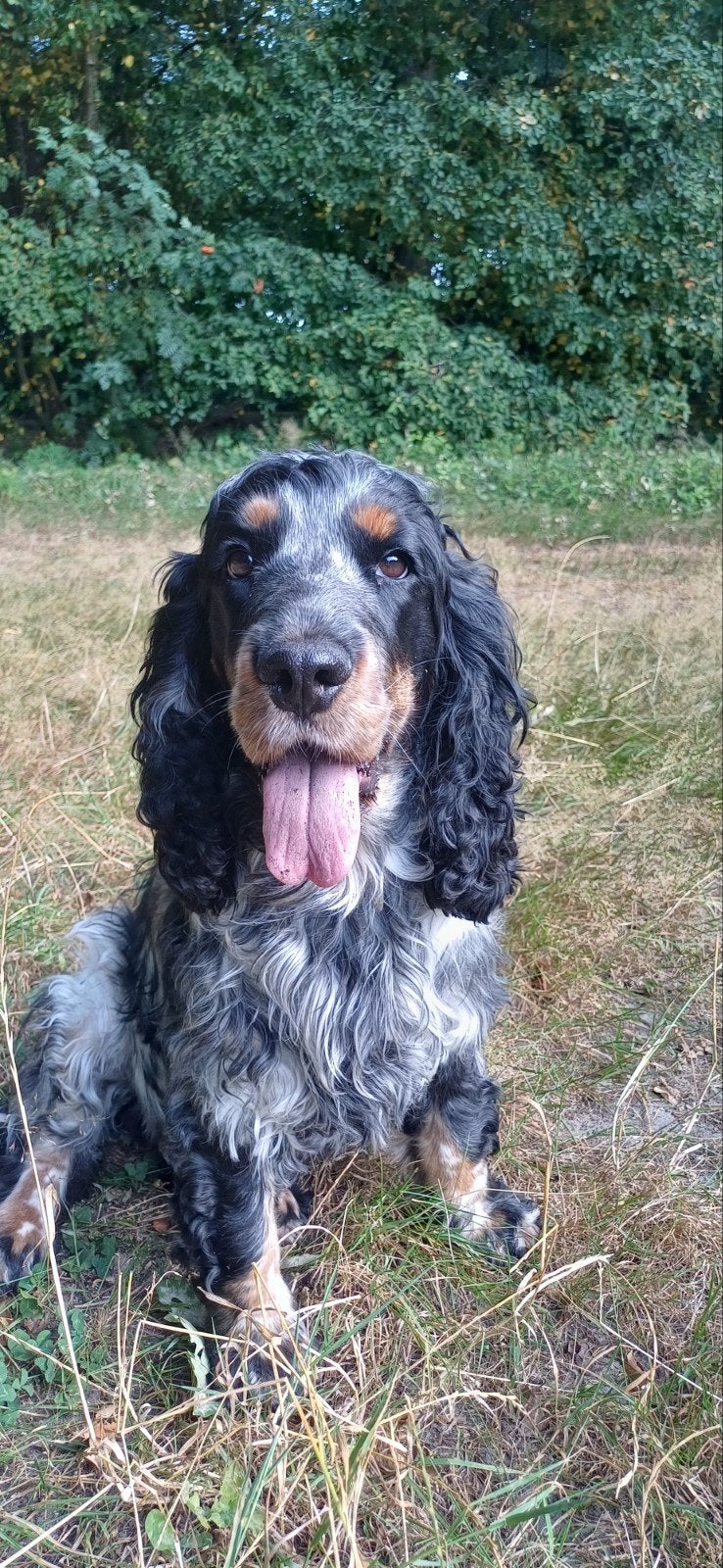 Engelse Cocker Spaniël pups, Parvo, Meerdere dieren, Eén hond, Spaniël