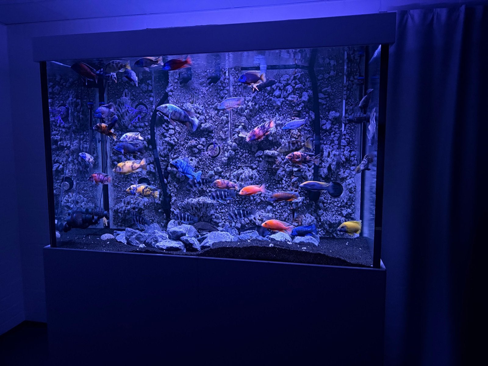 Exclusief Maatwerk Aquarium ~1400 Liter (165x80x110cm), Ophalen