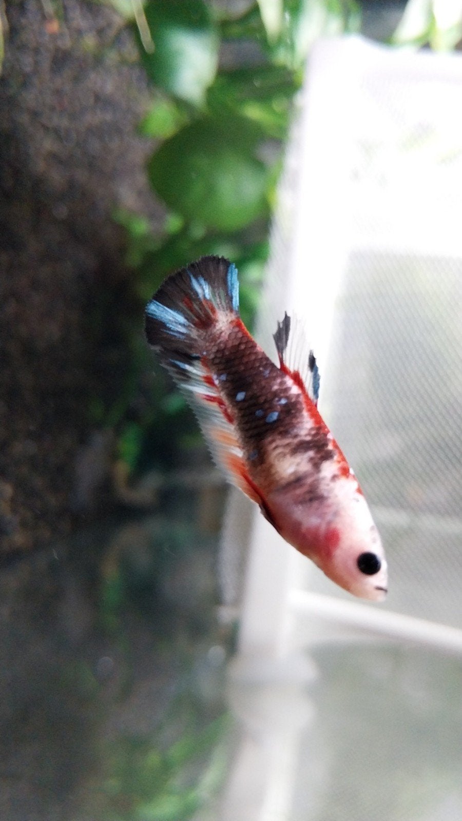 Mooie galaxy marble koi betta vrouw, Vis, Zoetwatervis