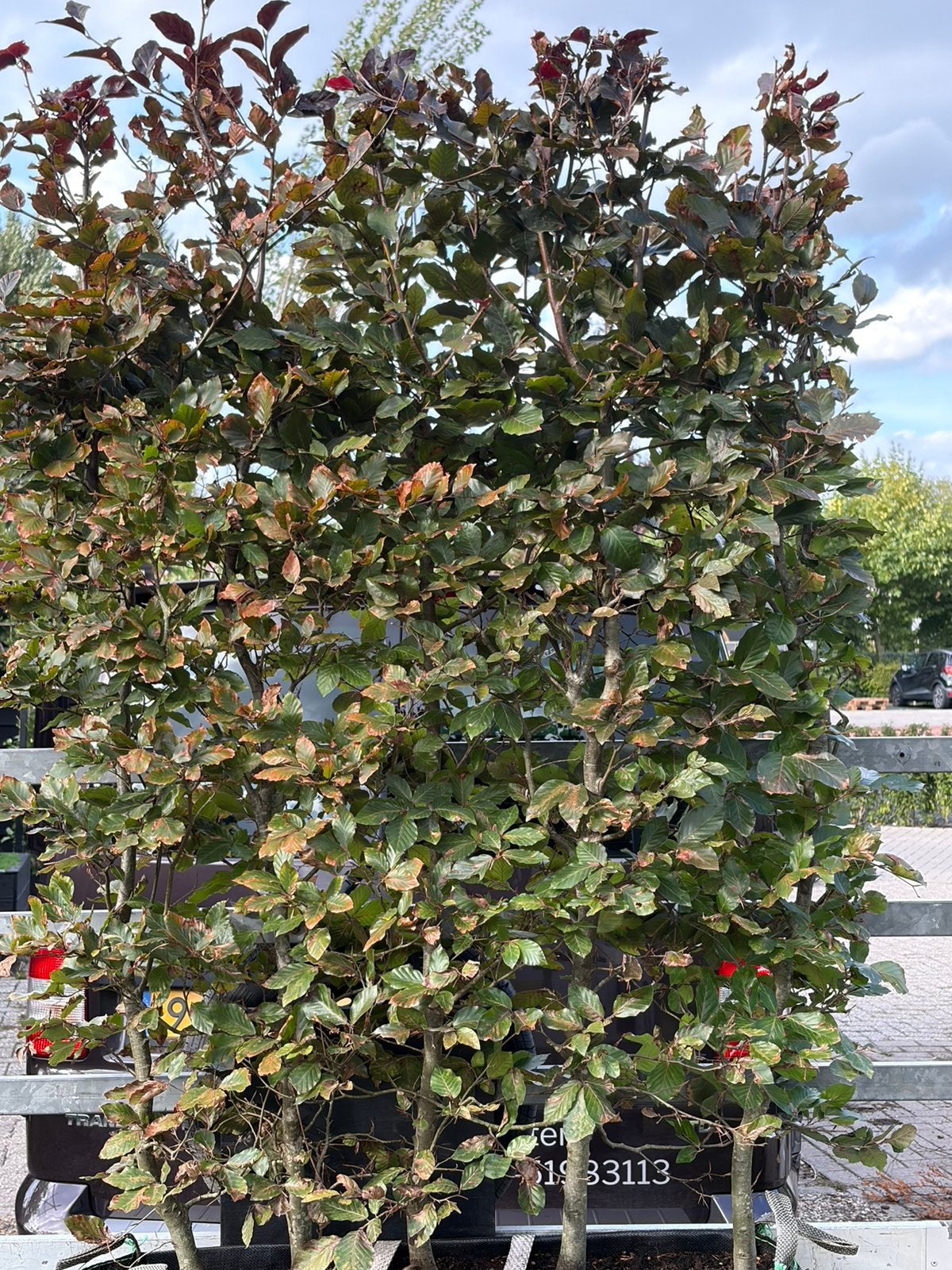 Rode beuken fagus kant en klaar 100x140/160 cm hoog, Ophalen of Verzenden, Beukenhaag, 100 tot 250 cm