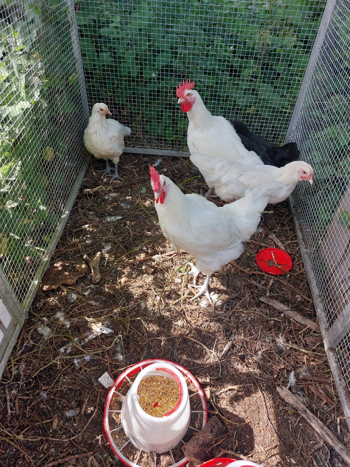 3poule du bress, Mannelijk, Kip